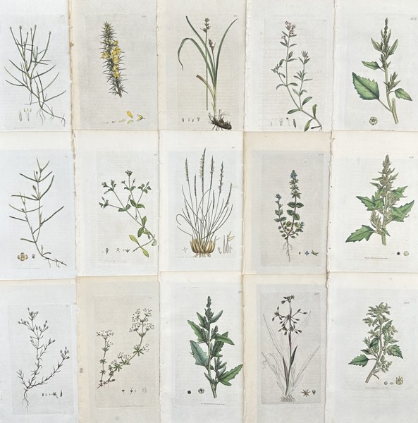 James Sowerby - Set of 15 Botanical Prints - Equisetum Variegatum - Carex Echinata - Nardus Stricta - Mouse-ears