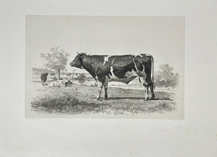 Émile Baudement (1819–1886) – Taureau de Baye – Heliogravure – Late 19th Century