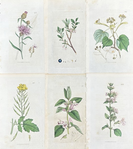 James Sowerby - Set of 6 Botanical Prints - Brown Knapweed - Bog Bilberry - Clinopodium Menthifolium