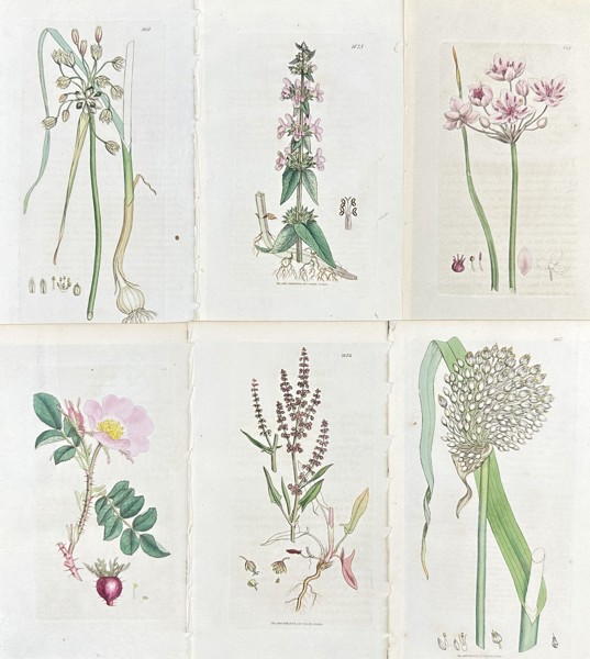 James Sowerby - Set of 6 Botanical Prints - Marsh Woundwort - Flowering Rush - Wild Leek - Dog-rose