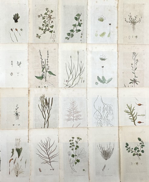 James Sowerby - Set of 20 Botanical Prints - Atriplex Smithii - Sagina Apetala - Thale Cress