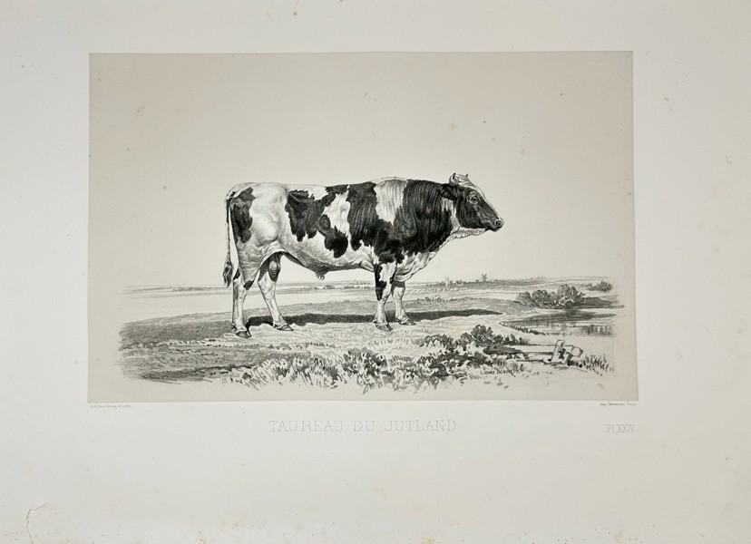 Émile Baudement (1819–1886) – Taureau du Jutland  – Heliogravure with Engraving - (1861–62)