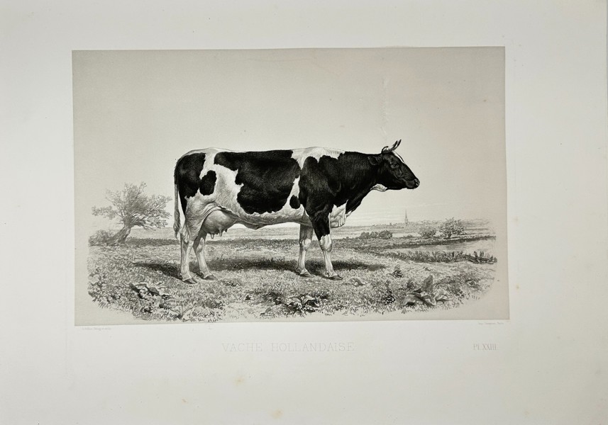 Émile Baudement (1819–1886) – Vache Hollandaise  – Heliogravure with Engraving - (1861–62)