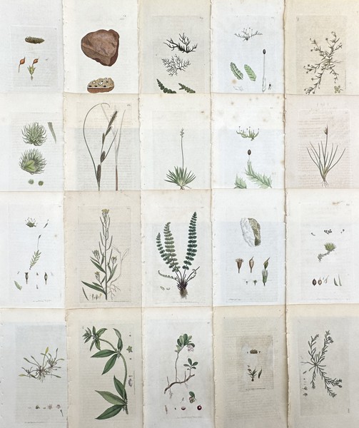 James Sowerby - Set of 20 Botanical Prints - Carex Filiformis - Slender-leaved Carex - Alpine Asphodel - Venus Hair Fern