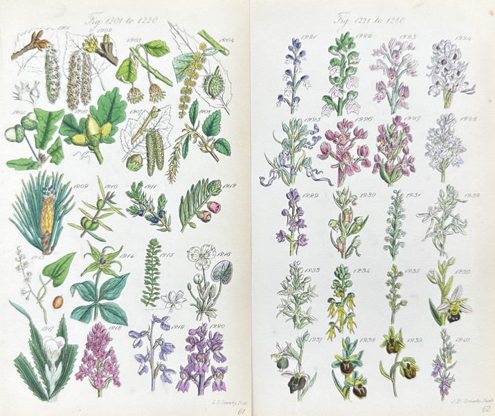 John Edward Sowerby - Set of 4 Colour Prints - Flowering Plants - Botany