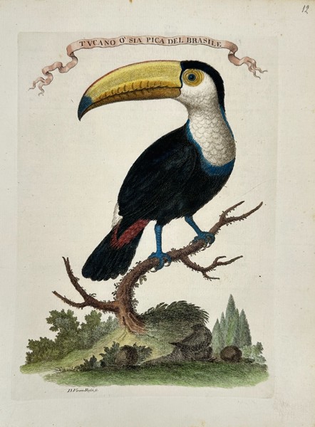 Veremondo Rossi – Tucano o sia Pica del Brasile - Hand-Colored Engraving - (Mid-18th Century)