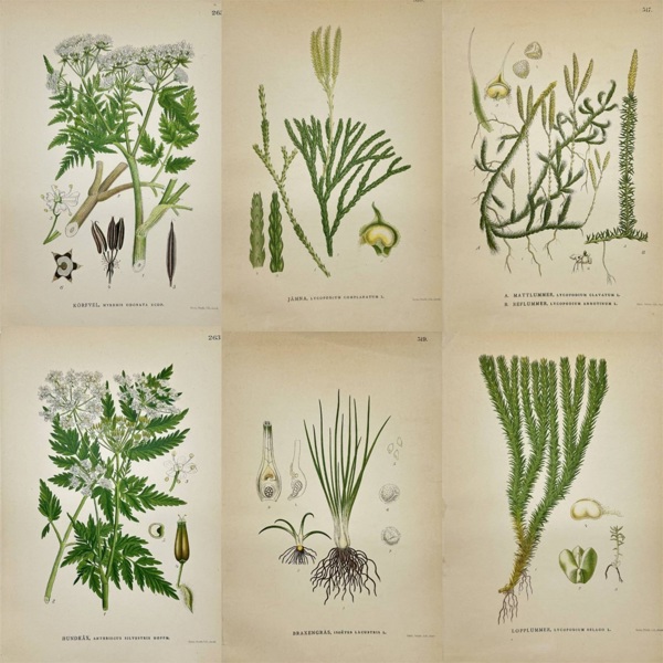 Carl Lindman – Set of Six Fern and Clubmoss Botanical Plates from “Nordens Flora” – Chromolithographs (1905)