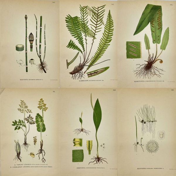 Carl Lindman – Set of Six Botanical Prints of Rare Ferns and Ancient Vascular Plants – Chromolithographs (1905)
