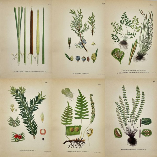 Carl Lindman – Set of Six Botanical Illustrations of Evergreen and Woodland Flora – Chromolithographs (1905)