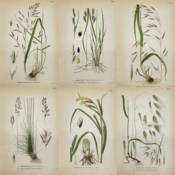 Carl Lindman – Set of Six Botanical Plates Featuring Sedges, Grasses, and Meadow Flora – Chromolithographs (1905)