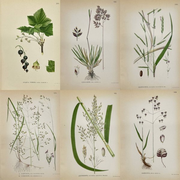 Carl Lindman – Set of Six Botanical Chromolithographs of Aquatic and Meadow Grasses with Fruit-Bearing Shrub – “Nordens Flora” (1905)
