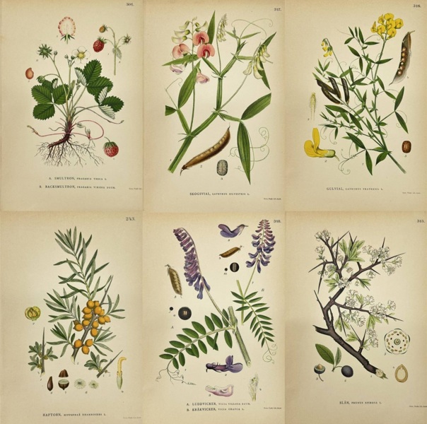 Carl Lindman – Set of Six Botanical Prints of Edible and Wild Flowering Plants from “Nordens Flora” – Chromolithographs (1905)