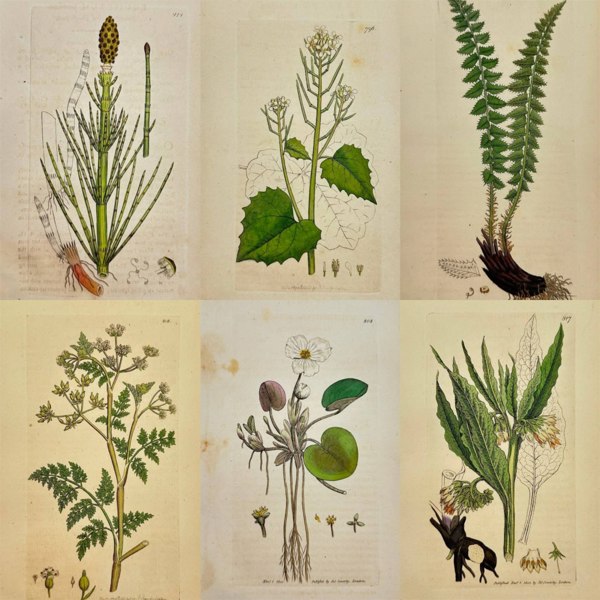 James Sowerby – Set of Six Botanical Engravings from English Botany – Scientific Flora of Britain – (1790–1814)