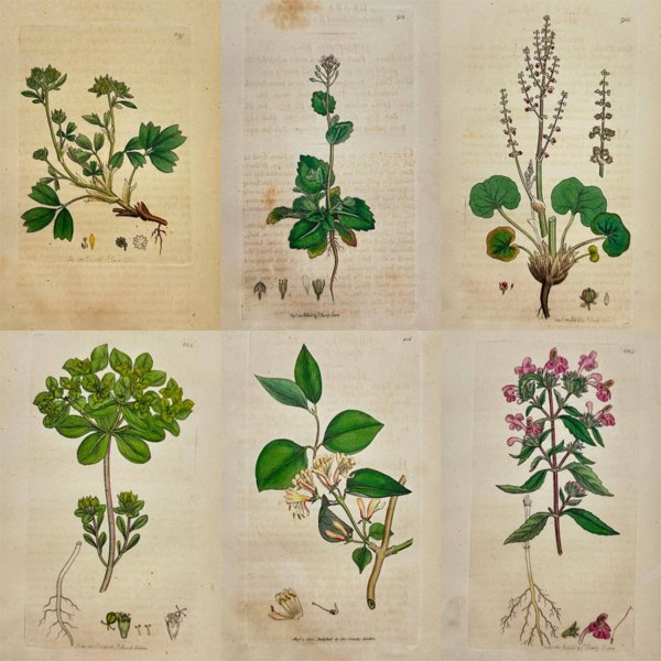 James Sowerby – Set of Six Botanical Engravings of Hardy Alpine and Hedgerow Species – English Botany (1790–1814)