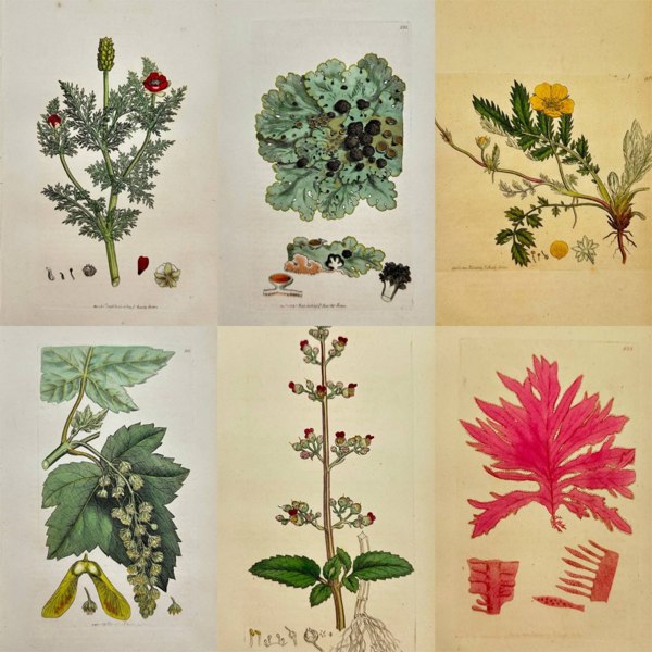 James Sowerby – Set of Six Botanical and Lichen Engravings Including Aquatic, Coastal, and Field Species – English Botany (1790–1814)