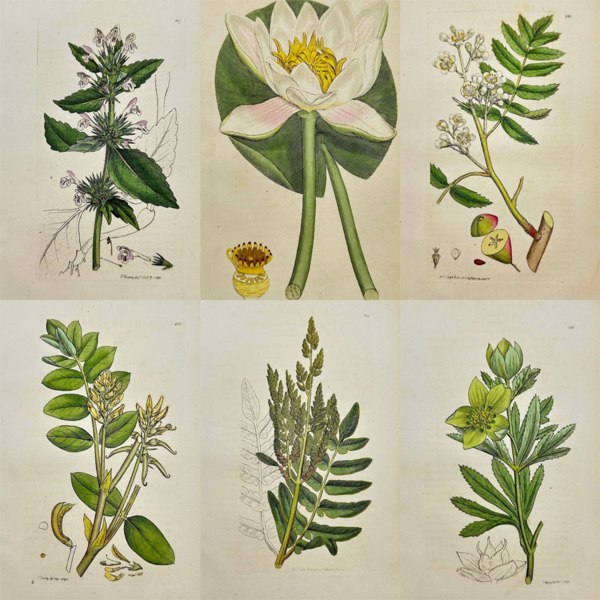 James Sowerby – Set of Six Botanical Engravings of Aquatic, Woodland, and Medicinal Plants – English Botany (1790–1814)
