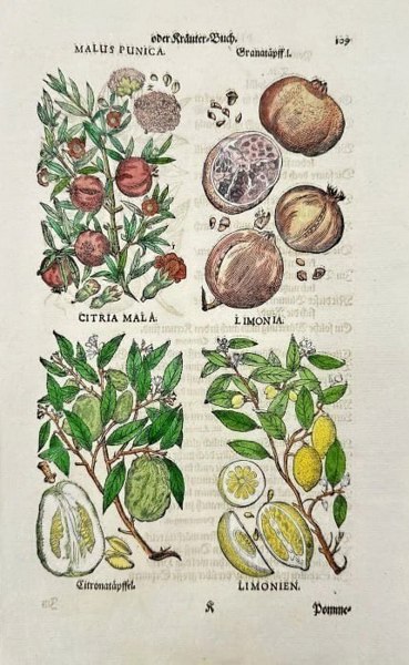 Johann Joachim Becher (1635–1682) – Botanical Engraving of Pomegranate and Citrus - Hand-Coloured Engraving