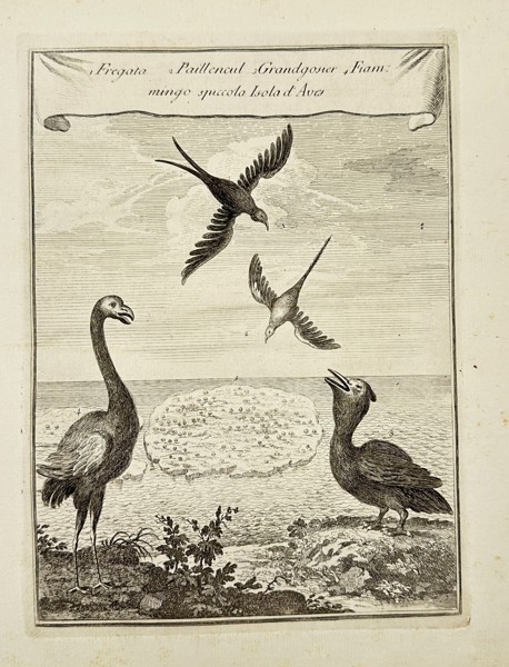 Jean-Baptiste Labat – Birds of Aves Island – Fregata – Etching - (1763)