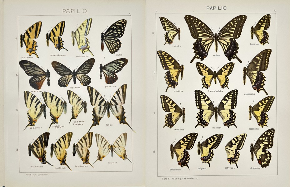 Adalbert Seitz (1860–1938) – Set of 2 Butterfly Prints – Papilio Species –Chromolithography