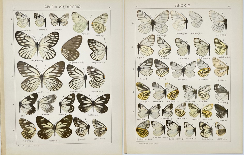 Adalbert Seitz (1860–1938) Set of 2 Butterfly Prints – Aporia Metaporia and Related Species - Chromolithography