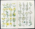 John Edward Sowerby - Set of 4 Colour Prints - Flowering Plants - Botany