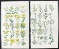 John Edward Sowerby - Set of 4 Colour Prints - Flowering Plants - Botany