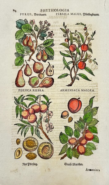 Johann Joachim Becher (1635–1682) – Botanical Engraving – Persica Rubra - Hand-Coloured Copperplate Engraving - (1662)