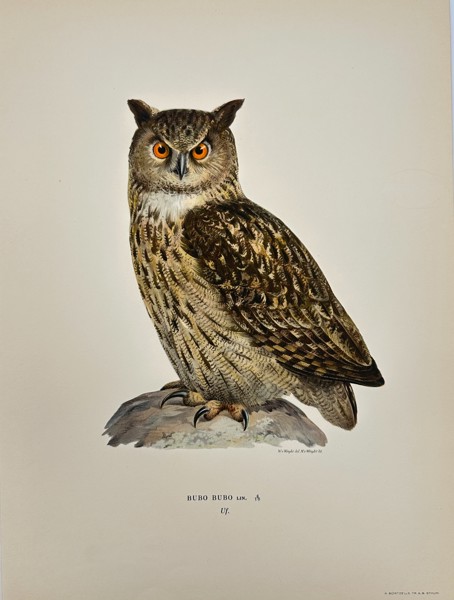 Magnus von Wright (1805–1868) – European Eagle - Owl (Bubo Bubo) – Chromolithograph - (1920)