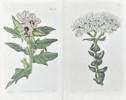 John Curtis - Set of 2 Engravings - Botany - British Wild Flowers