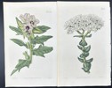 John Curtis - Set of 2 Engravings - Botany - British Wild Flowers