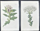John Curtis - Set of 2 Engravings - Botany - British Wild Flowers