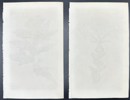 John Curtis - Set of 2 Engravings - Botany - British Wild Flowers