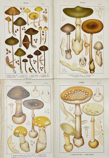 Carl Gustav Jablonsky (1756–1787) – Set of Four Fungal Plates Featuring Nolanea and Amanita Species – Copperplate Engravings (Late 18th Century)
