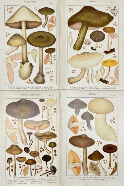 Carl Gustav Jablonsky (1756–1787) – Set of Four Fungal Plates Featuring Volvaria, Pluteus, and Entoloma Genera – Copperplate Engravings (Late 18th Century)