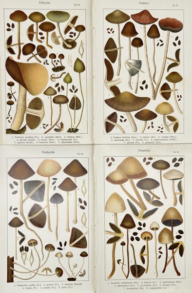 Carl Gustav Jablonsky (1756–1787) – Set of Four Fungal Plates Featuring Psilocybe, Psathyra, Psathyrella, and Panaeolus – Copperplate Engravings (Late 18th Century)