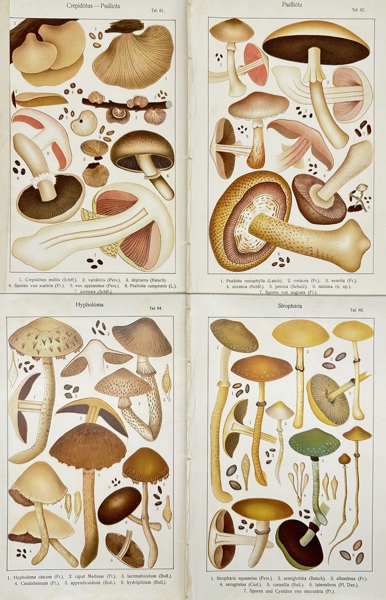 Carl Gustav Jablonsky (1756–1787) – Set of Four Fungal Plates Featuring Crepidotus, Psalliota, Hypholoma, and Stropharia – Copperplate Engravings (Late 18th Century)