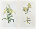 John Curtis - Set of 2 Engravings - Botany - British Wild Flowers