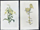 John Curtis - Set of 2 Engravings - Botany - British Wild Flowers