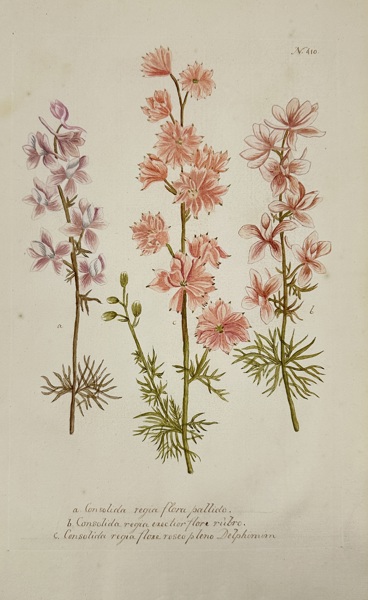 Johann Wilhelm Weinmann (1683–1741) – Delphinium / Consolida regia – Original Hand-Coloured Mezzotint from Phytanthoza Iconographia – Dutch Edition (1736–1748)