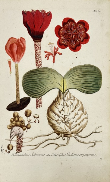 Johann Wilhelm Weinmann (1683–1741) – Haemanthus Africanus (Narcissus Indicus Serpentarius) – Original Hand-Coloured Mezzotint from Phytanthoza Iconographia – Dutch Edition (1736–1748)