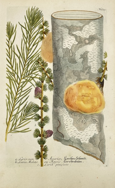 Johann Wilhelm Weinmann (1683–1741) – Larch and Fungus on Bark (Larix, Agaricus Terebrantium) – Original Hand-Coloured Mezzotint from Phytanthoza Iconographia – Dutch Edition (1736–1748)