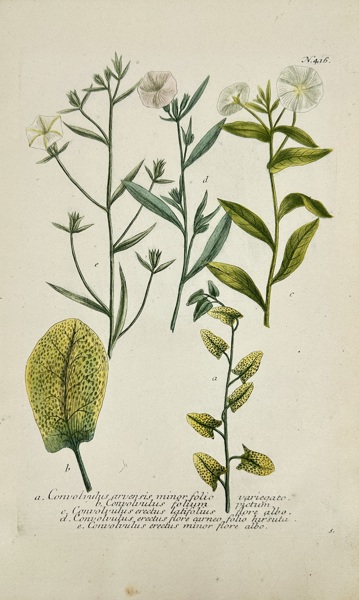 Johann Wilhelm Weinmann (1683–1741) – Convolvulus (Bindweed) Varieties – Original Hand-Coloured Mezzotint from Phytanthoza Iconographia – Dutch Edition (1736–1748)