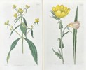 John Curtis - Set of 2 Engravings - Botany - British Wild Flowers