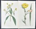 John Curtis - Set of 2 Engravings - Botany - British Wild Flowers
