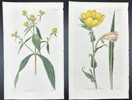 John Curtis - Set of 2 Engravings - Botany - British Wild Flowers