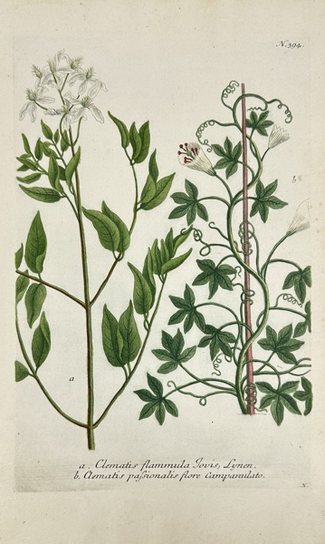 Johann Wilhelm Weinmann (1683–1741) – Clematis flammula & Clematis passionalis – Original Hand-Coloured Mezzotint from Phytanthoza Iconographia – Dutch Edition (1736–1748)