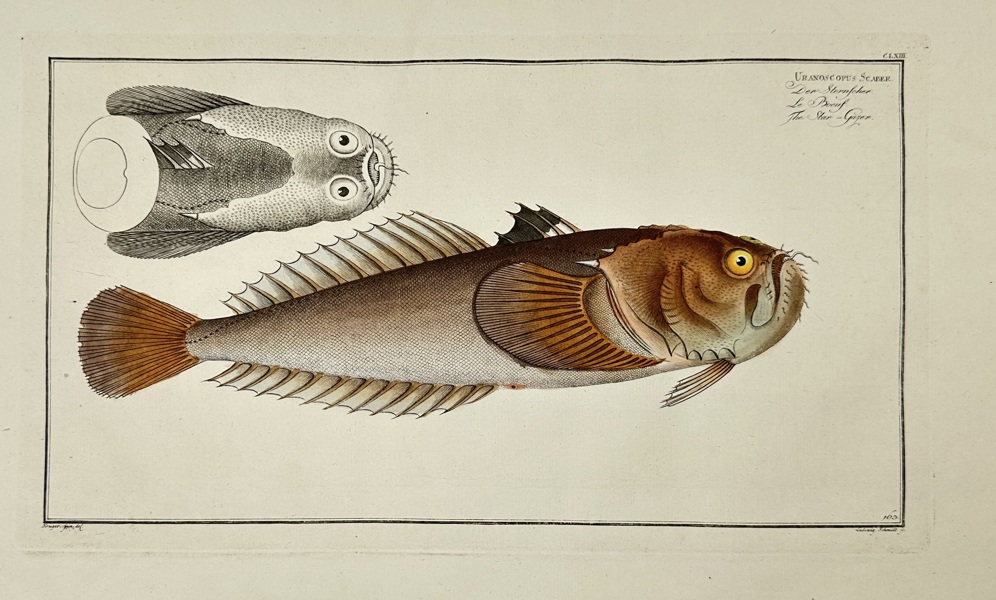 Marcus Elieser Bloch (1723–1799) – Chaetodon Setifer & Chaetodon Falcula – Hand-Coloured Copperplate Engraving from Ichthyologie (1785–1797)