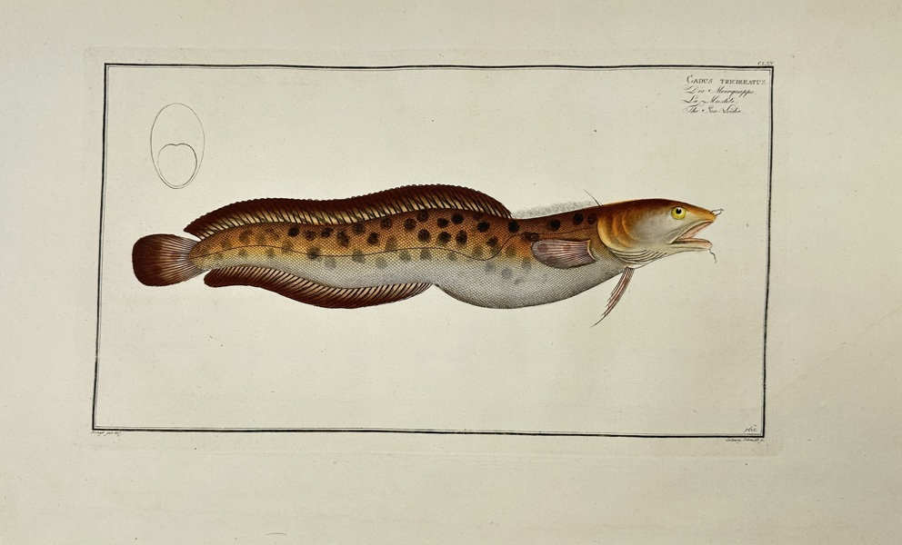 Marcus Elieser Bloch (1723–1799) – Callionymus Lyra (The Spotted Dragonet) – Hand-Coloured Copperplate Engraving from Ichthyologie (1785–1797)