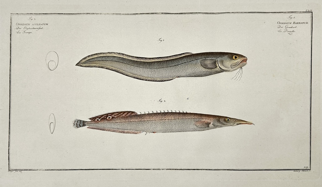 Marcus Elieser Bloch (1723–1799) – Ophidium Barbatum & Ophidium Acculeatum – Hand-Coloured Copperplate Engraving from Ichthyologie (1785–1797)