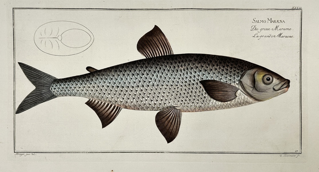 Marcus Elieser Bloch (1723–1799) – Salmo Marena – Hand-Coloured Copperplate Engraving from Ichthyologie (1785–1797)